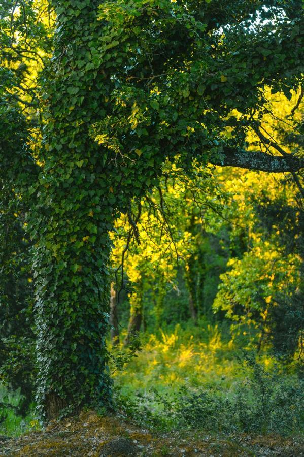 Agriturismo Cretaiole ピエンツァ エクステリア 写真